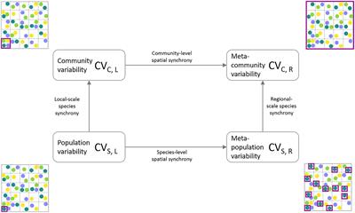 Individual species and site dynamics are the main drivers of spatial scaling of stability in aquatic communities